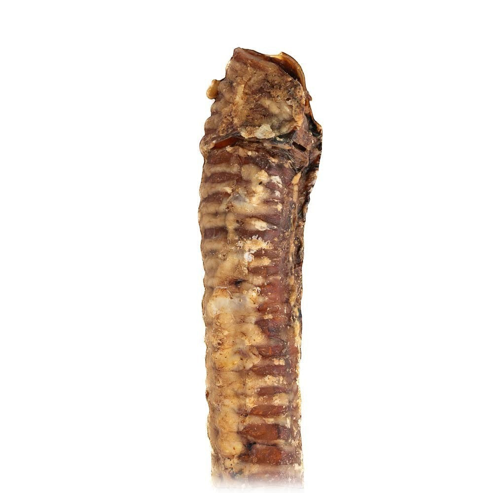 Oh Canada Gifts 10-inch air-dried beef trachea natural dog chew with a cartilaginous texture for dental health.