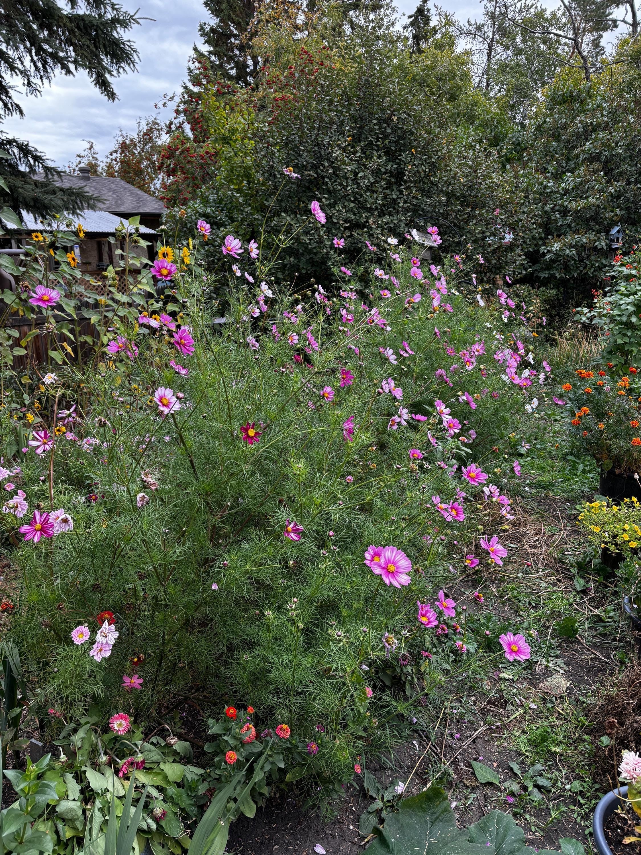 Oh Canada Gifts spring garden featuring vibrant pink and white cosmos flowers in full bloom in a lush backyard