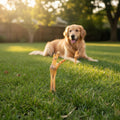 Oh Canada Gifts natural dried chicken feet dog chew standing in green grass with a golden retriever in the background