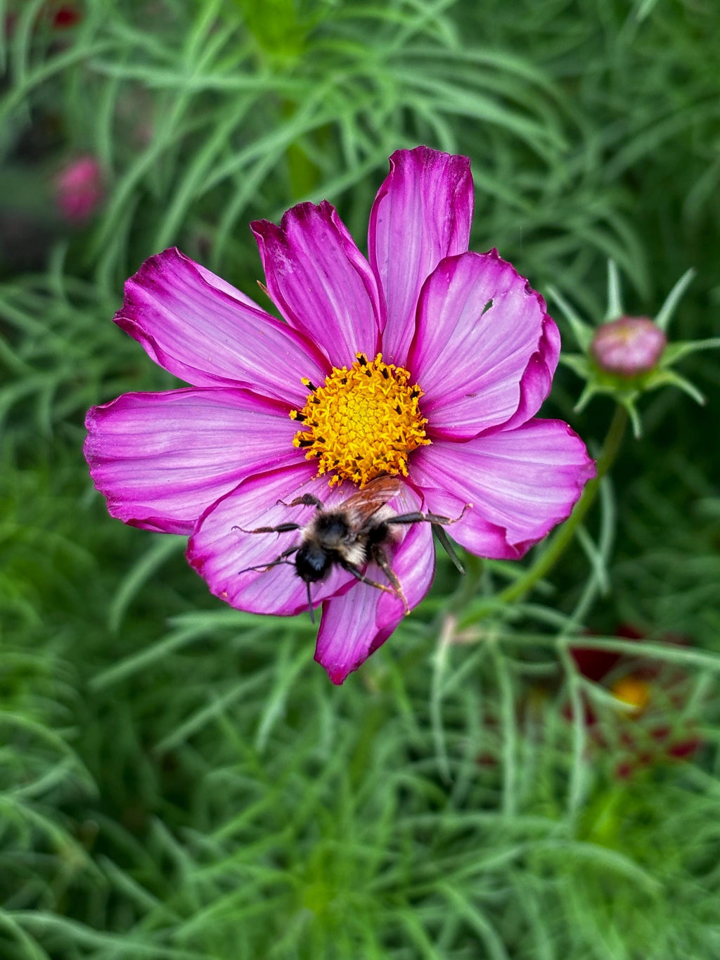 Oh Canada Gifts vibrant pink cosmos flower with a bee pollinating the yellow center in a lush green garden