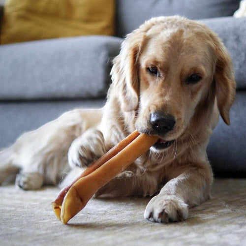 Golden Retriever chewing on an Oh Canada Gifts 10-inch natural oven-baked pork skin roll dog treat on a rug.