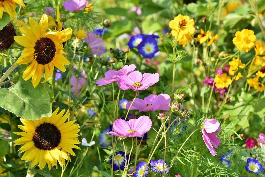 Oh Canada Gifts wildflower garden featuring yellow sunflowers, pink cosmos, and blue flowers in a lush meadow